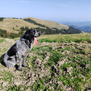 Rea en la montaña
