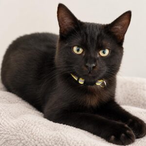 Joel’s cat